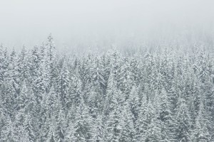 snow-forest-trees-winter-large