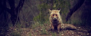 forest-animal-wilderness-fox_new