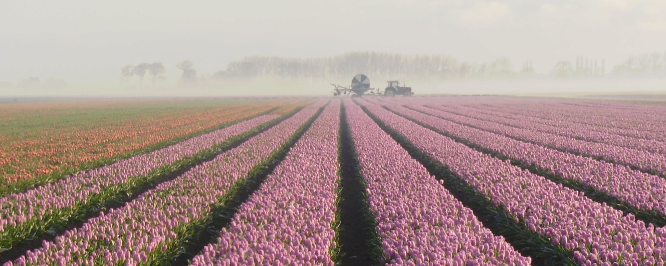 цветы из Голландии