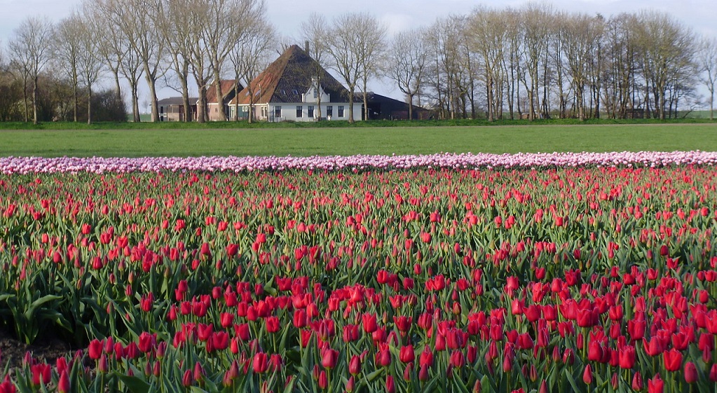 голландские тюльпаны
