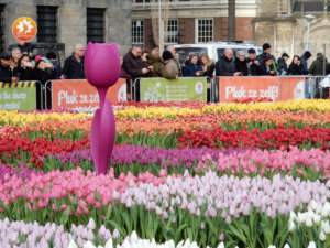 День тюльпана в Амстердаме